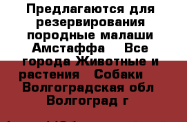 Предлагаются для резервирования породные малаши Амстаффа  - Все города Животные и растения » Собаки   . Волгоградская обл.,Волгоград г.